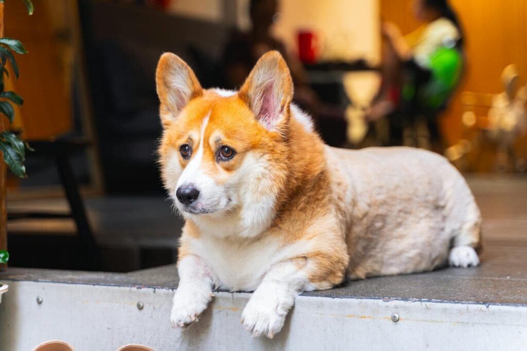 Dog-Friendly Manchester – Pubs, Cafes, Parks and Walks