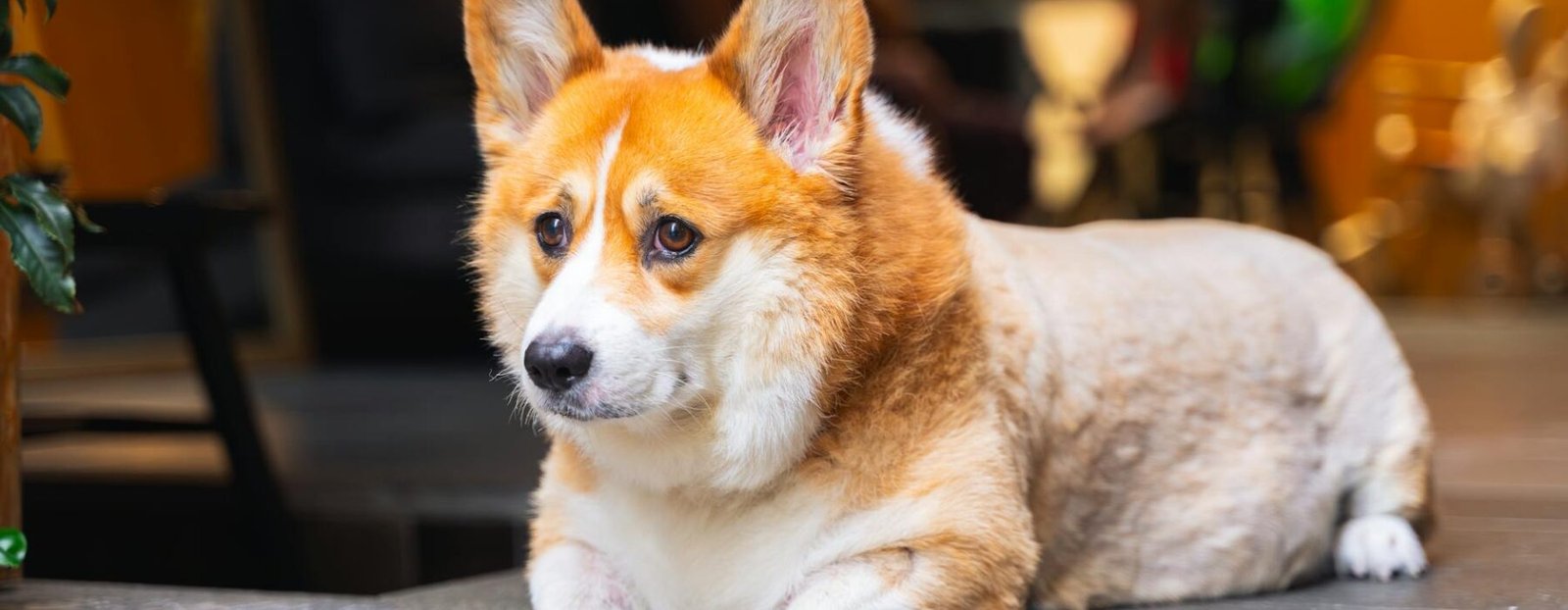 Dog-Friendly Manchester — Pubs, Cafes, Parks and Walks │ MCR