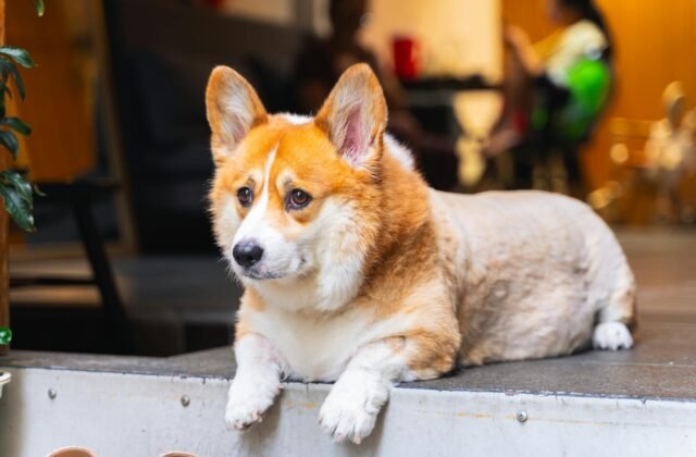 Dog-Friendly Manchester — Pubs, Cafes, Parks and Walks